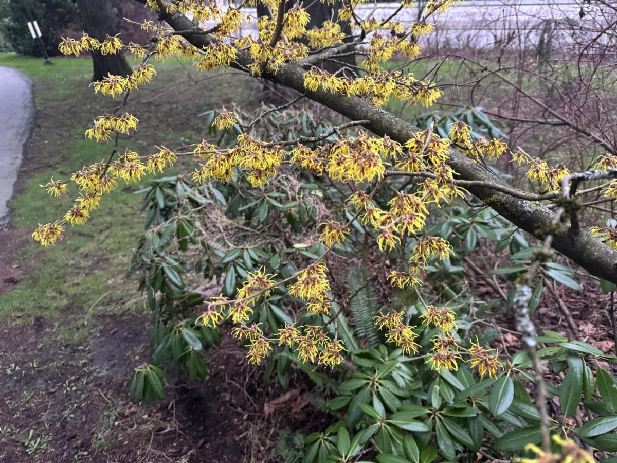 February flowers in Vancouver